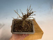 Load image into Gallery viewer, Zelkova, Japanese Grey Bark Elm 007
