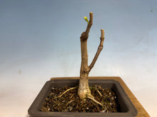 Load image into Gallery viewer, Japanese Wisteria 004
