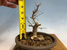 Load image into Gallery viewer, Zelkova, Japanese Import 001

