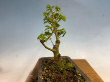 Load image into Gallery viewer, Shishigashira Japanese Maple 005
