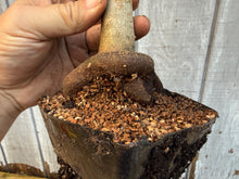 Load image into Gallery viewer, Trident Maple #7
