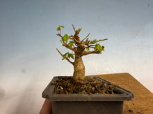 Load image into Gallery viewer, Trident Maple 006
