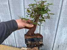Load image into Gallery viewer, Zelkova, Japanese Grey Bark Elm #16
