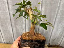 Load image into Gallery viewer, Trident Maple #14
