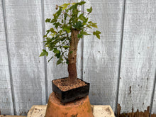 Load image into Gallery viewer, Trident Maple #34
