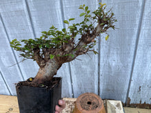 Load image into Gallery viewer, Chinese Elm #6
