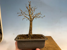 Load image into Gallery viewer, Zelkova, Japanese Grey Bark Elm 002
