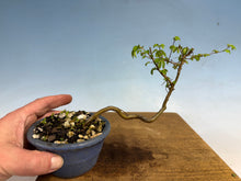 Load image into Gallery viewer, Chinese Elm-Root Cutting 001
