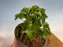 Load image into Gallery viewer, Trident Maple 022
