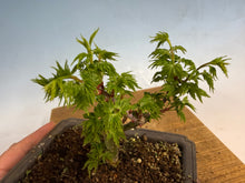 Load image into Gallery viewer, Shishigashira Japanese Maple 003
