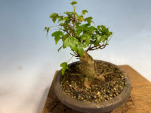 Load image into Gallery viewer, Trident Maple 026
