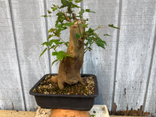 Load image into Gallery viewer, Trident Maple #49

