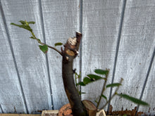 Load image into Gallery viewer, Chinese Quince #11
