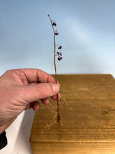 Load image into Gallery viewer, Japanese Beautyberry, Cutting Grown, Bare Root
