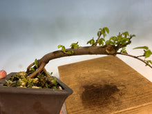 Load image into Gallery viewer, Chinese Elm-Root Cutting 002

