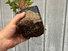 Load image into Gallery viewer, Trident Maple #35
