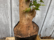 Load image into Gallery viewer, Trident Maple #42

