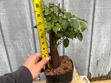 Load image into Gallery viewer, Zelkova, Japanese Grey Bark Elm #13
