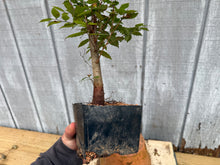 Load image into Gallery viewer, Zelkova, Japanese Grey Bark Elm #6

