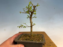 Load image into Gallery viewer, Chinese Hackberry, Celtis 005
