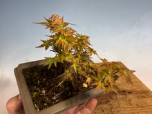Load image into Gallery viewer, Kotohime Japanese Maple-010
