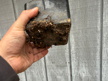Load image into Gallery viewer, Zelkova, Japanese Grey Bark Elm #2
