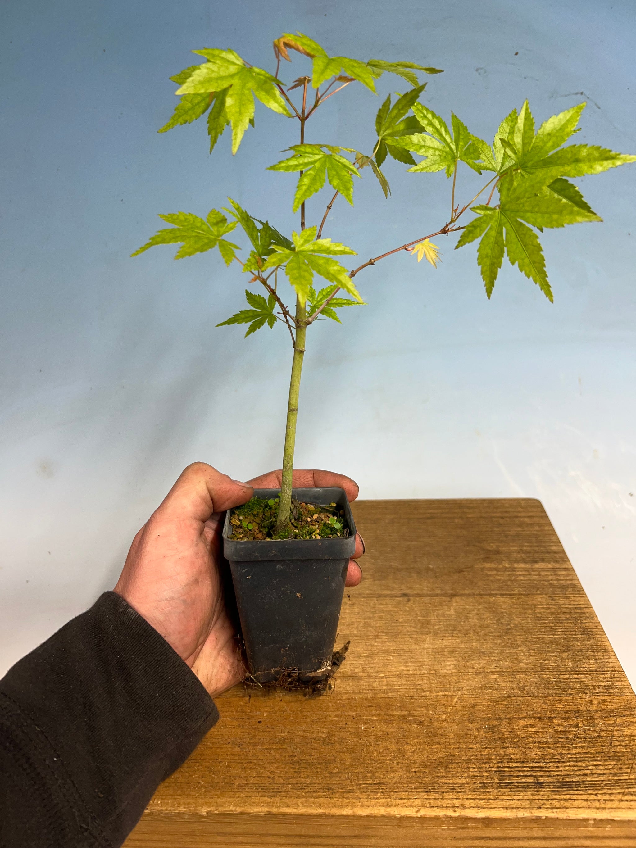 山柴楓（ヤマシバカエデ）盆栽 SS012 Japanese Maple – Kaede Bonsai-en