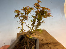 Load image into Gallery viewer, Kotohime Japanese Maple-009
