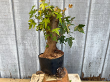 Load image into Gallery viewer, Trident Maple #44
