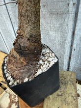 Load image into Gallery viewer, Chinese Elm #1
