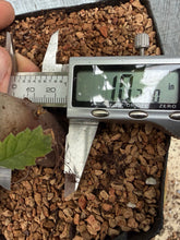 Load image into Gallery viewer, Zelkova, Japanese Grey Bark Elm #6
