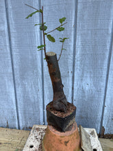 Load image into Gallery viewer, Chinese Quince #1
