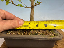 Load image into Gallery viewer, Chinese Hackberry, Celtis 005

