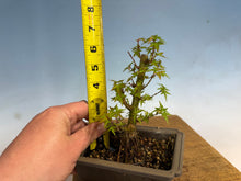 Load image into Gallery viewer, Kotohime Japanese Maple-014
