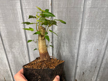 Load image into Gallery viewer, Trident Maple #15
