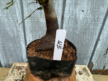 Load image into Gallery viewer, Zelkova, Japanese Grey Bark Elm #15
