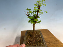 Load image into Gallery viewer, Dawn Redwood 004
