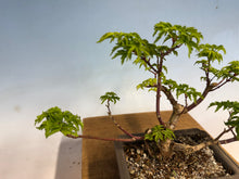 Load image into Gallery viewer, Shishigashira Japanese Maple 016
