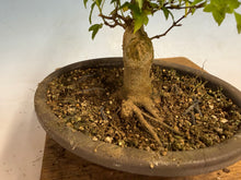 Load image into Gallery viewer, Trident Maple 026
