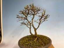 Load image into Gallery viewer, Chinese Elm var. Yatsabusa Cork Bark
