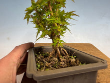 Load image into Gallery viewer, Kotohime Japanese Maple-015
