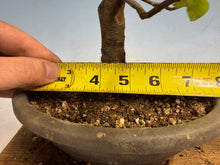 Load image into Gallery viewer, Chinese Quince 010
