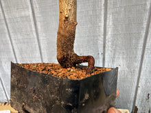 Load image into Gallery viewer, Trident Maple #29
