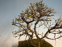 Load image into Gallery viewer, Chinese Elm var. Yatsabusa Cork Bark
