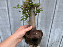 Load image into Gallery viewer, Zelkova, Japanese Grey Bark Elm #20
