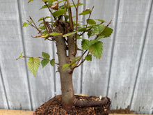 Load image into Gallery viewer, Zelkova, Japanese Grey Bark Elm #7
