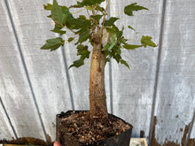 Load image into Gallery viewer, Trident Maple #9
