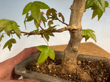 Load image into Gallery viewer, Trident Maple 019
