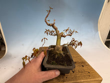 Load image into Gallery viewer, Japanese Maple 003

