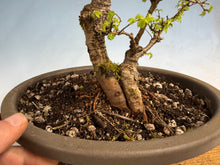 Load image into Gallery viewer, Chinese Elm var. Yatsabusa Cork Bark 002
